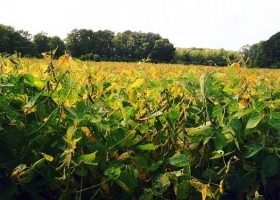 Alerta roja para la agricultura nacional
