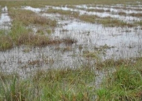 Maíz: productores le temen a las precipitaciones de octubre
