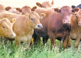 Escenario positivo: rumbo a un aumento en el stock bovino nacional