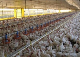 Convierten subproductos avícolas en alimento animal