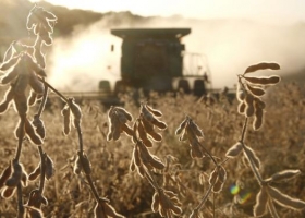 Soja: pese a mejores precios no habría un aumento del área