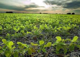 La caída de precios alienta la búsqueda de fusiones entre gigantes agrícolas.