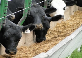 El feedlot extrapampeano se profesionaliza