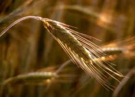 Calidad inesperada: fuertes indicadores negativos para el trigo