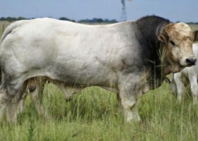 Razas de animales de cría en extinción