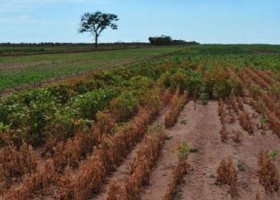 Cayeron las reservas de agua para los cultivos por falta de lluvias y altas temperaturas