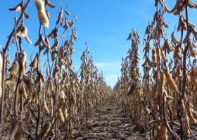 Estiman en 60 millones de toneladas la cosecha de soja