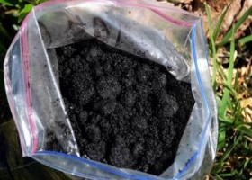 Desarrollan en México un biofertilizante que nutre el suelo y captura carbono