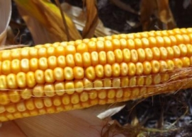 El maíz volvió a caer en Chicago y arrastró el valor del cereal argentino.
