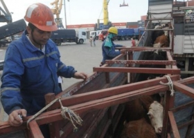 Uruguay: mercado ganadero sobre ofertado y con valores en descenso