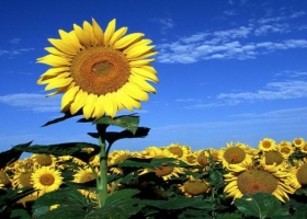 Girasol: rendimientos fueron mejores a los esperados