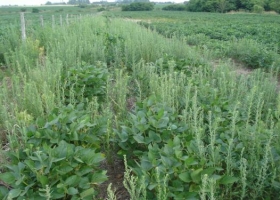 Cómo prevenir el ingreso de malezas resistentes al lote