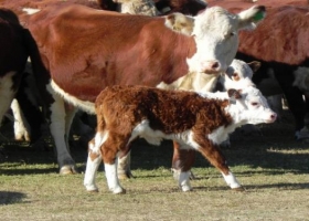 Uruguay: estiman en marzo las primeras exportaciones de ganado en pie a Argentina