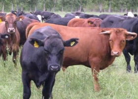 Novillo Mercosur: se sigue cerrando la brecha de precios