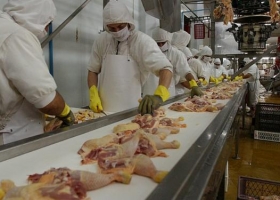 El consumo de pollo creció 350% en dos décadas.