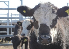 En Uruguay ven números ajustados para exportar carne a Argentina