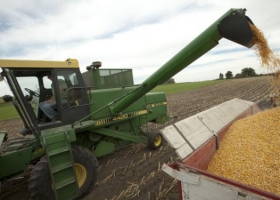 Maíz: exportadores siguen pagando precios superiores al FAS teórico