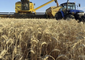 Estados Unidos aumenta sus compras de trigo a la Argentina