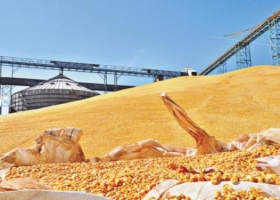 Brasil podría importar maíz argentino
