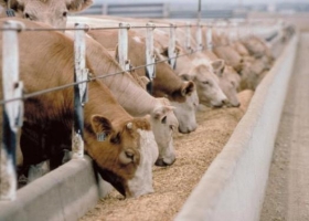 Los feedlots van al grano