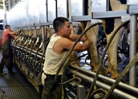 Para CRA, corren riesgo de desaparecer entre 2.000 y 3.000 productores lecheros