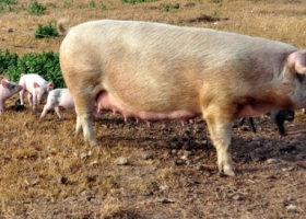 Una alternativa rentable para la agricultura familiar