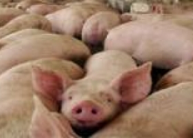 Aumentaron significativamente las importaciones de alimentos