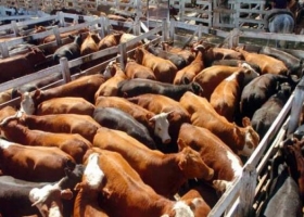 Carne: elevada informalidad en la cadena productiva