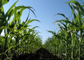 USDA confirmó un escenario negativo para el maíz