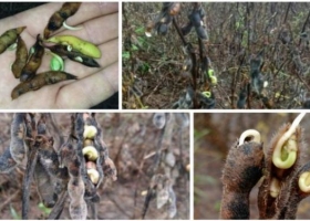 Crece el riesgo de recorte para la producción sojera