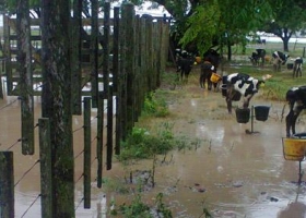 Lecheros aseguran que el panorama en el sector es desolador por las lluvias