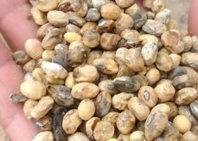 El caso de un productor entrerriano que perdió casi toda la cosecha