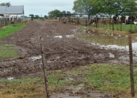 Inundaciones pusieron en jaque a la lechería