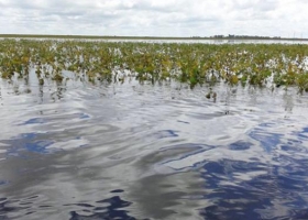 "No se puede decir que la soja es culpable de las inundaciones"