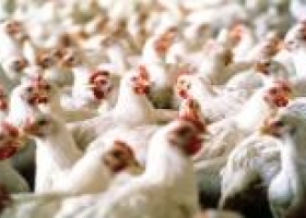 Los avicultores se adaptan al gusto por pollos criados más lento