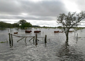Santa Fe: 360.000 vacunos en emergencia
