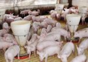 Agroindustria reunió a la cadena de valor porcina para actualizar la agenda