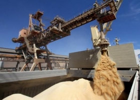 Exportaciones de soja podrían caer hasta 25%