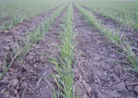 Arrancó la campaña de invierno y ya hay trigo en los campos argentinos
