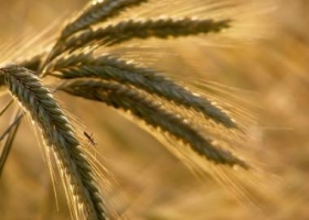 Importarán trigo de Uruguay tras 43 años