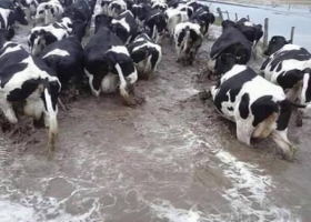 USDA sobre la lechería argentina: “Una de las peores crisis de los últimos veinte años”