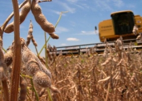 Buenos Aires y La Pampa mantienen el rinde medio nacional de soja en 30 qq/ha