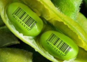 Gobierno intenta cerrar hoy el conflicto con Monsanto por las regalías