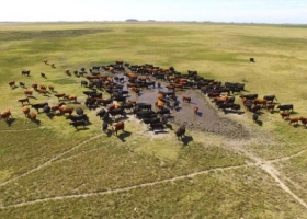 Buscan frenar la evasión en la cadena de la carne