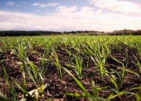 Estimación oficial: 5,3 millones de hectáreas de trigo