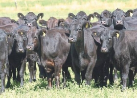Ante el escenario favorable para la ganadería, vuelven las pasturas