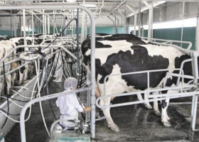 Crisis en los tambos: por la suba de los costos, hace falta hasta un 233% más de leche para pagar insumos