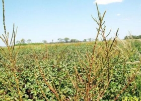 Confirman que el Amaranthus palmeri es resistente al glifosato