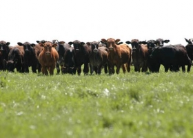 Beneficios de fertilizar el maíz con los residuos del feedlot