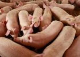 Productores porcinos piden la regulación de la importación de carne de cerdo